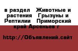  в раздел : Животные и растения » Грызуны и Рептилии . Приморский край,Арсеньев г.
